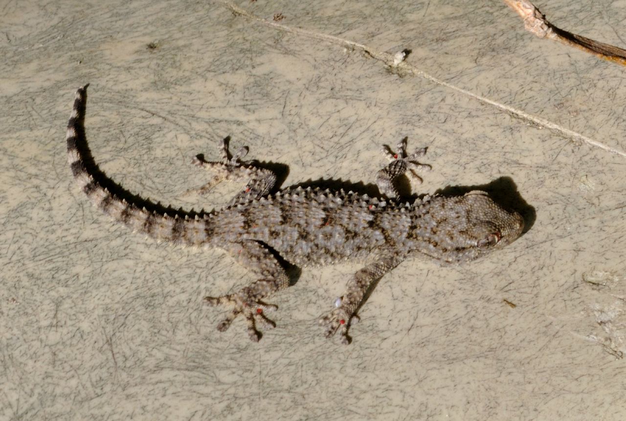 Geco da identificare